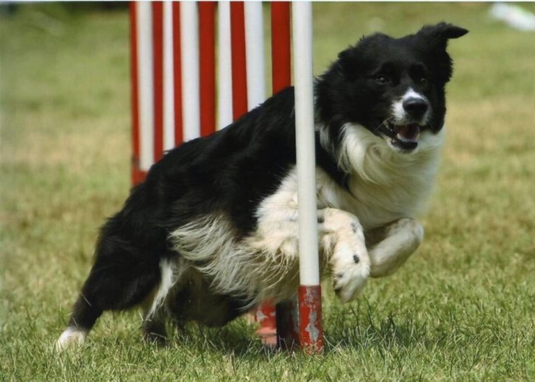 Marina & Osso terzo brevetto, in pensione dopo una lunga carriera conclusa con il titolo di Campione Italiano Agility